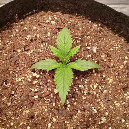 Dodgy Jammers. Week 2 - Day 11