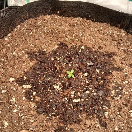 Mango Runtz. Week 1 - Day 2
