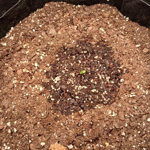 Beary Berry Punch. Week 1 - Day 0