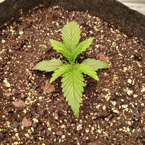 Dodgy Jammers. Week 2 - Day 12, started nute