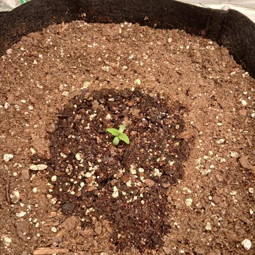 Mango Runtz. Week 1 - Day 3