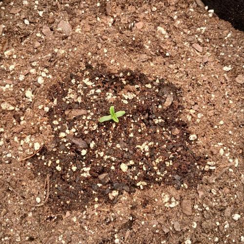 Beary Berry Punch. Week 1 - Day 1