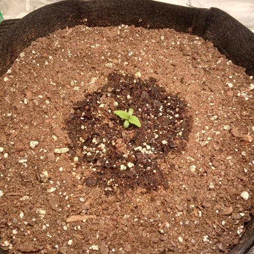 Mango Runtz. Week 1 - Day 4