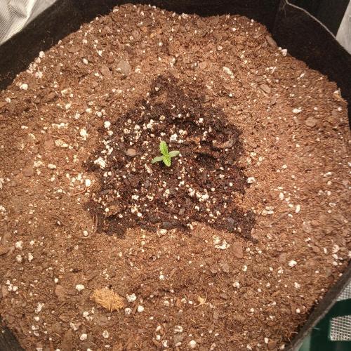 Beary Berry Punch. Week 1 - Day 2