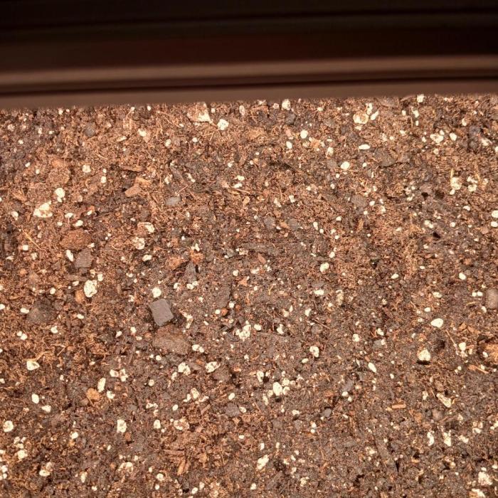 Skywalker x Ripley OG - FREEBIES. Week 0