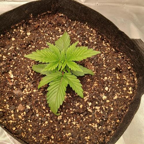 Dodgy Jammers. Week 2 - Day 14