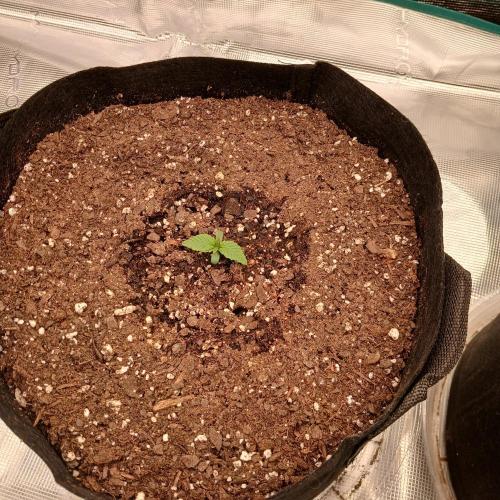 Mango Runtz. Week 1 - Day 5