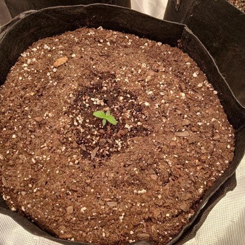 Beary Berry Punch. Week 1 - Day 3