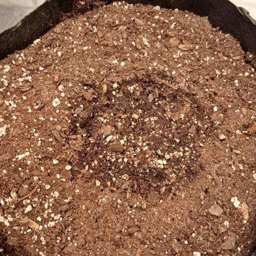 Skywalker x Ripley OG - FREEBIES. Week 1 - Day 0