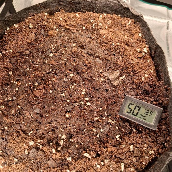 Forum Stomper x Grapewalker Kush-FREEBIE. Week 0