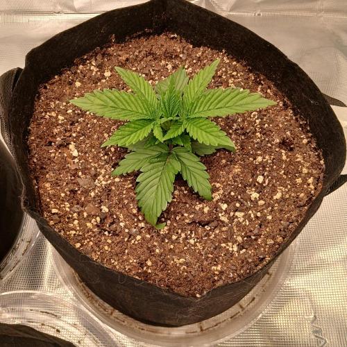 Dodgy Jammers. Week 3 - Day 15