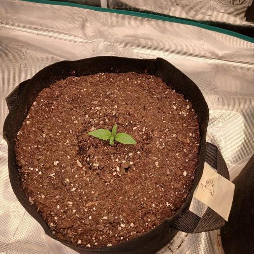 Mango Runtz. Week 1 - Day 6