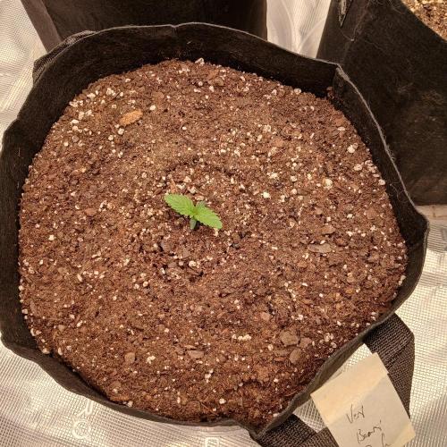 Beary Berry Punch. Week 1 - Day 4