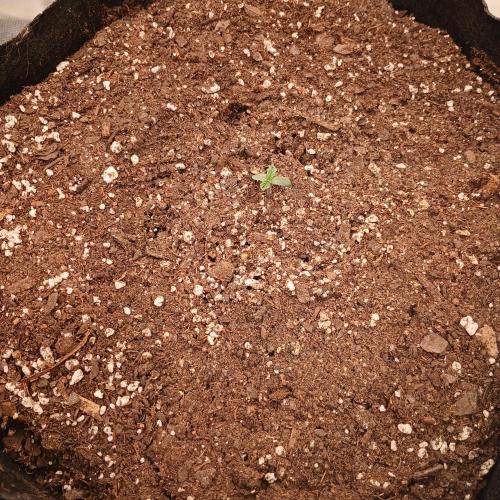 Skywalker x Ripley OG - FREEBIES. Week 1 - Day 1