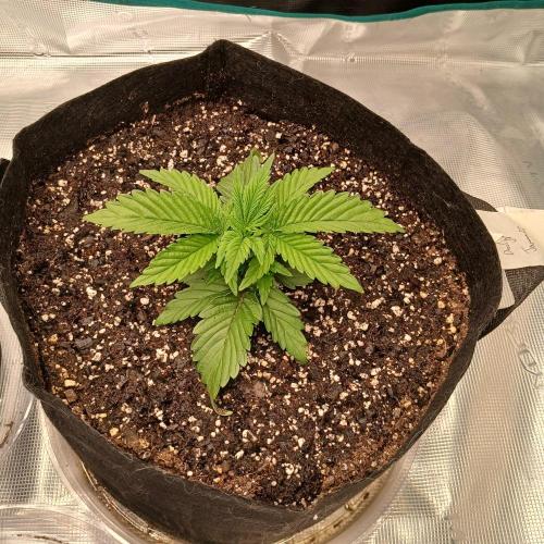 Dodgy Jammers. Week 3 - Day 16