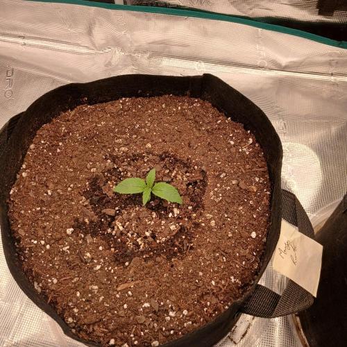 Mango Runtz. Week 1 - Day 7
