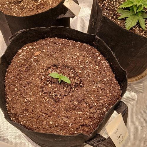Beary Berry Punch. Week 1 - Day 5