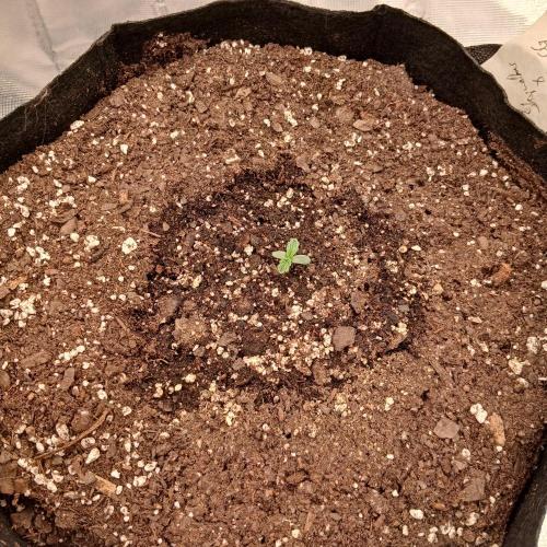 Skywalker x Ripley OG - FREEBIES. Week 1 - Day 2