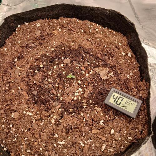 Forum Stomper x Grapewalker Kush-FREEBIE. Week 1 - Day 1