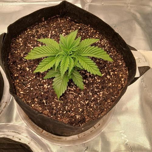 Dodgy Jammers. Week 3 - Day 17
