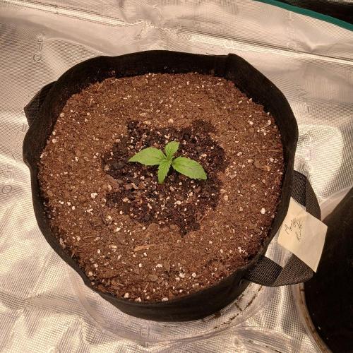 Mango Runtz. Week 2 - Day 8