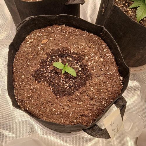 Beary Berry Punch. Week 1 - Day 6