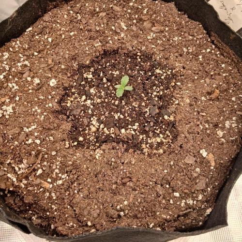 Skywalker x Ripley OG - FREEBIES. Week 1 - Day 3