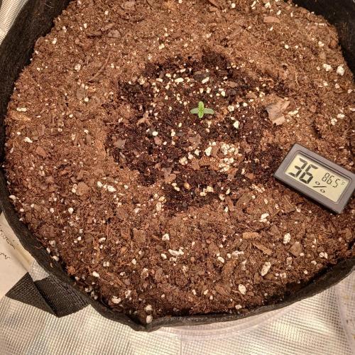 Forum Stomper x Grapewalker Kush-FREEBIE. Week 1 - Day 2