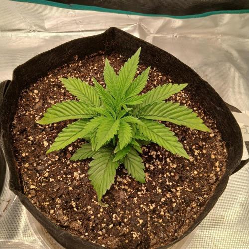 Dodgy Jammers. Week 3 - Day 18