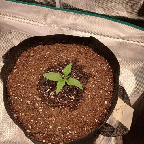 Mango Runtz. Week 2 - Day 9