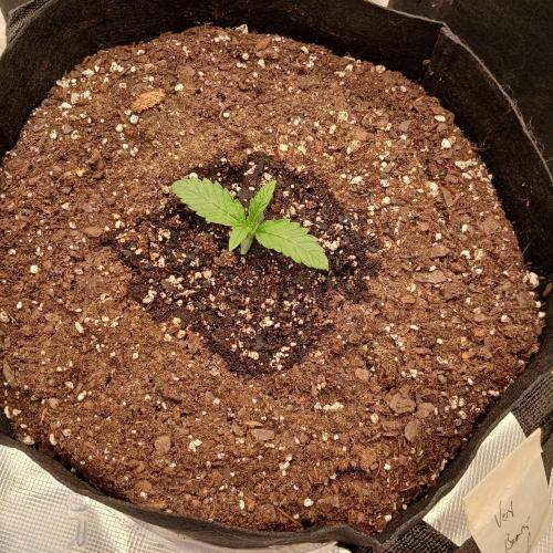 Beary Berry Punch. Week 1 - Day 7