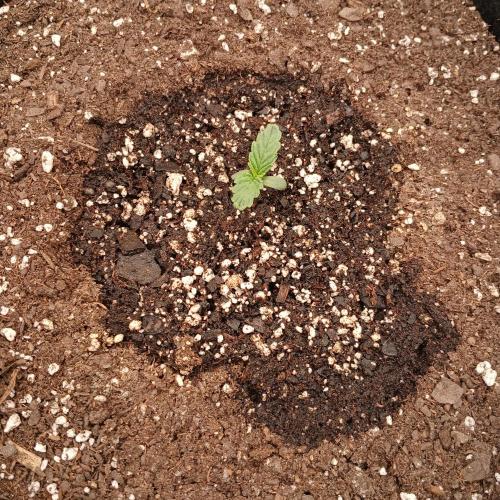 Skywalker x Ripley OG - FREEBIES. Week 1 - Day 4