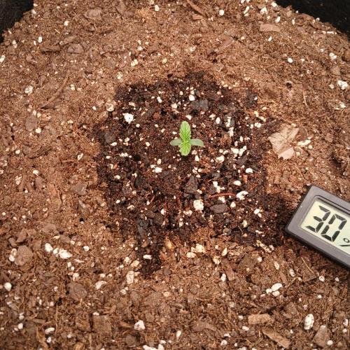 Forum Stomper x Grapewalker Kush-FREEBIE. Week 1 - Day 3