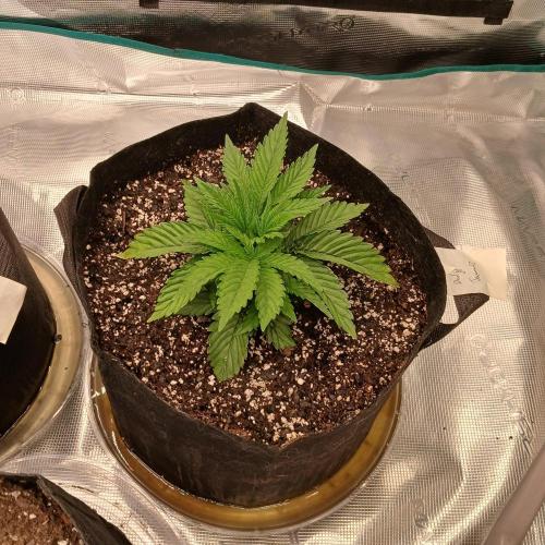 Dodgy Jammers. Week 3 - Day 19, dmg on leaves that touch the soil.