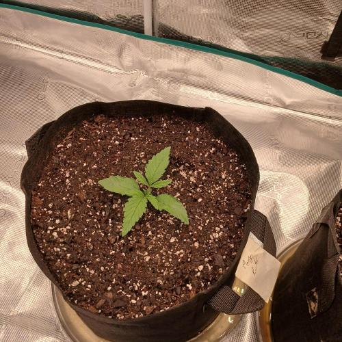 Mango Runtz. Week 2 - Day 10