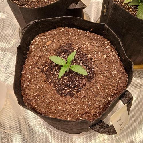 Beary Berry Punch. Week 2 - Day 8