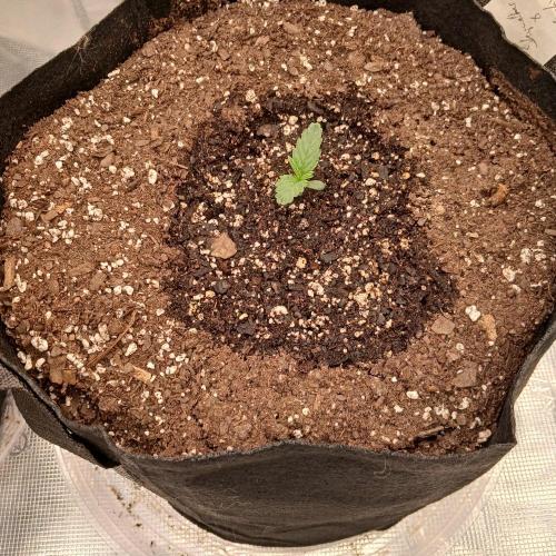 Skywalker x Ripley OG - FREEBIES. Week 1 - Day 5