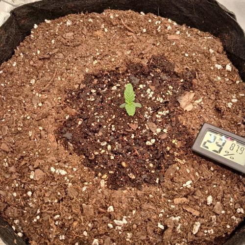 Forum Stomper x Grapewalker Kush-FREEBIE. Week 1 - Day 4