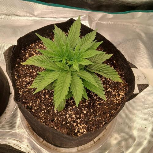 Dodgy Jammers. Week 3 - Day 20