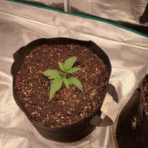 Mango Runtz. Week 2 - Day 11