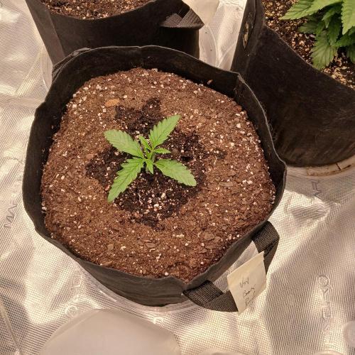 Beary Berry Punch. Week 2 - Day 9