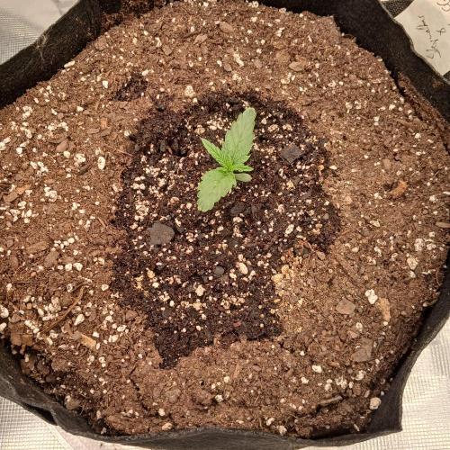 Skywalker x Ripley OG - FREEBIES. Week 1 - Day 6