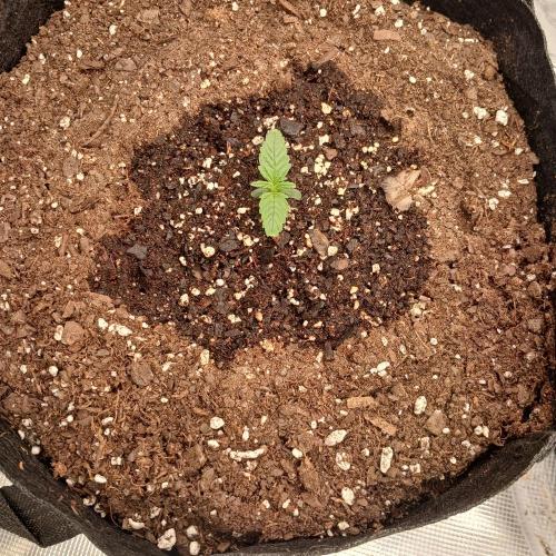 Forum Stomper x Grapewalker Kush-FREEBIE. Week 1 - Day 5