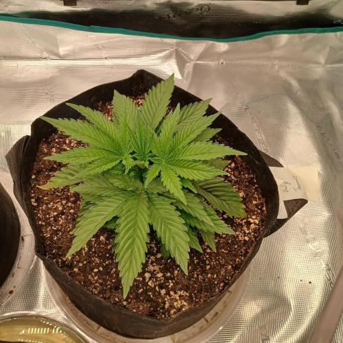 Dodgy Jammers. Week 3 - Day 21