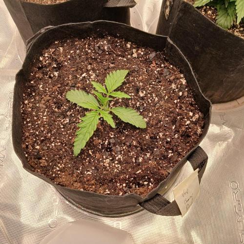 Beary Berry Punch. Week 2 - Day 10