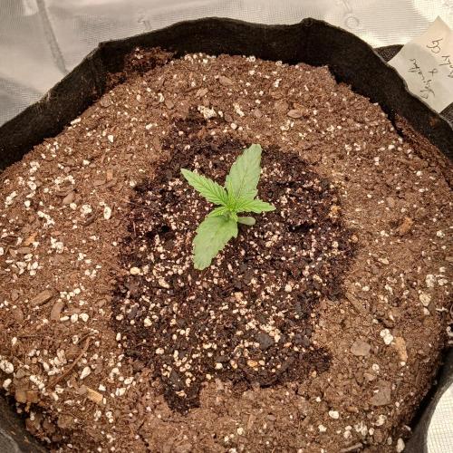 Skywalker x Ripley OG - FREEBIES. Week 1 - Day 7