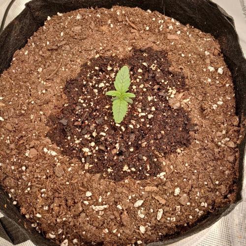 Forum Stomper x Grapewalker Kush-FREEBIE. Week 1 - Day 6