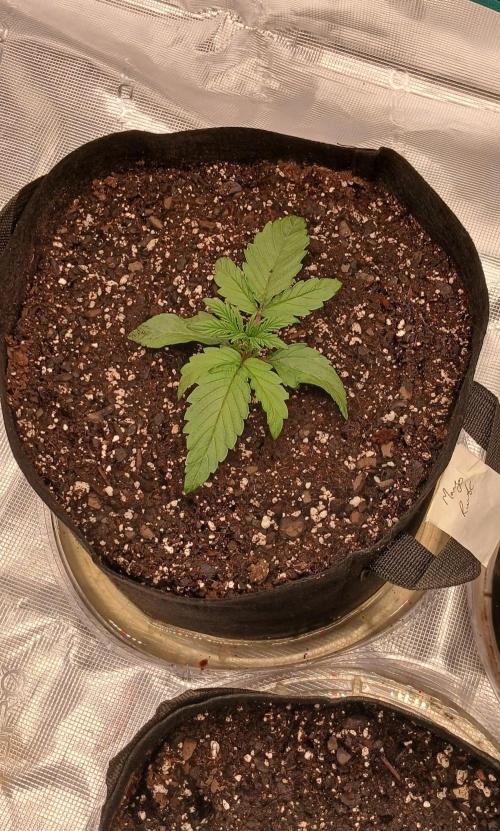 Mango Runtz. Week 2 - Day 12, first nute