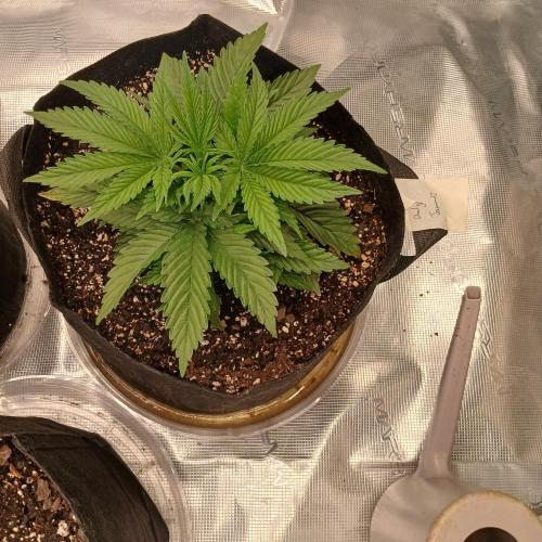 Dodgy Jammers. Week 4 - Day 22