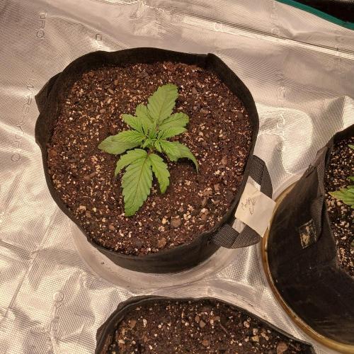 Mango Runtz. Week 2 - Day 13